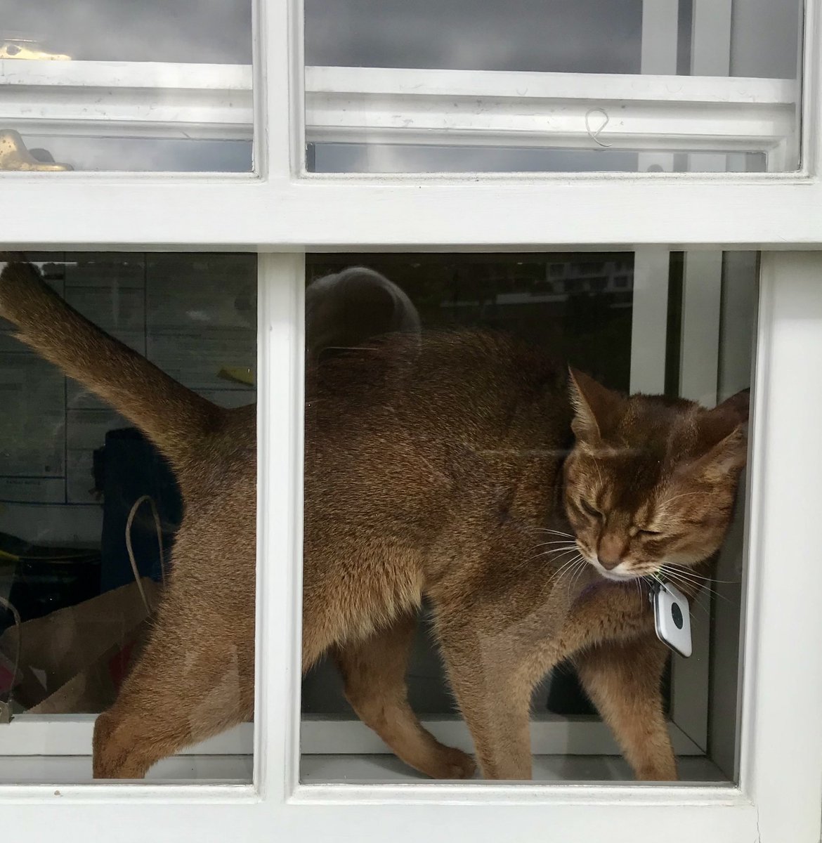 Original cat at the window with the photographer's reflection